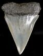 Large Fossil Mako Shark Tooth - South Carolina #18512-1